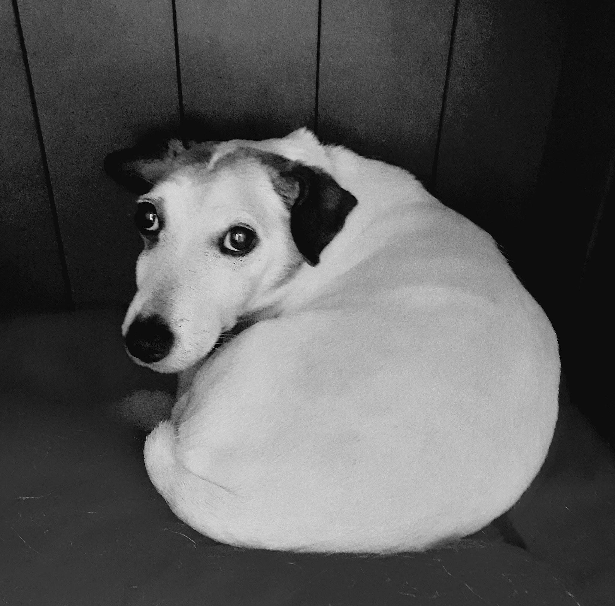 Evan a rejoint le concours — aidez-le/la à gagner de superbes lots ! canidae, carnivore, comfort, companion_dog, dog, dog_breed, flooring, fur, monochrome, monochrome_photography, non_sporting_group, paw, pet_supply, snout, sporting_group, street_dog, terrestrial_animal, whiskers, working_animal