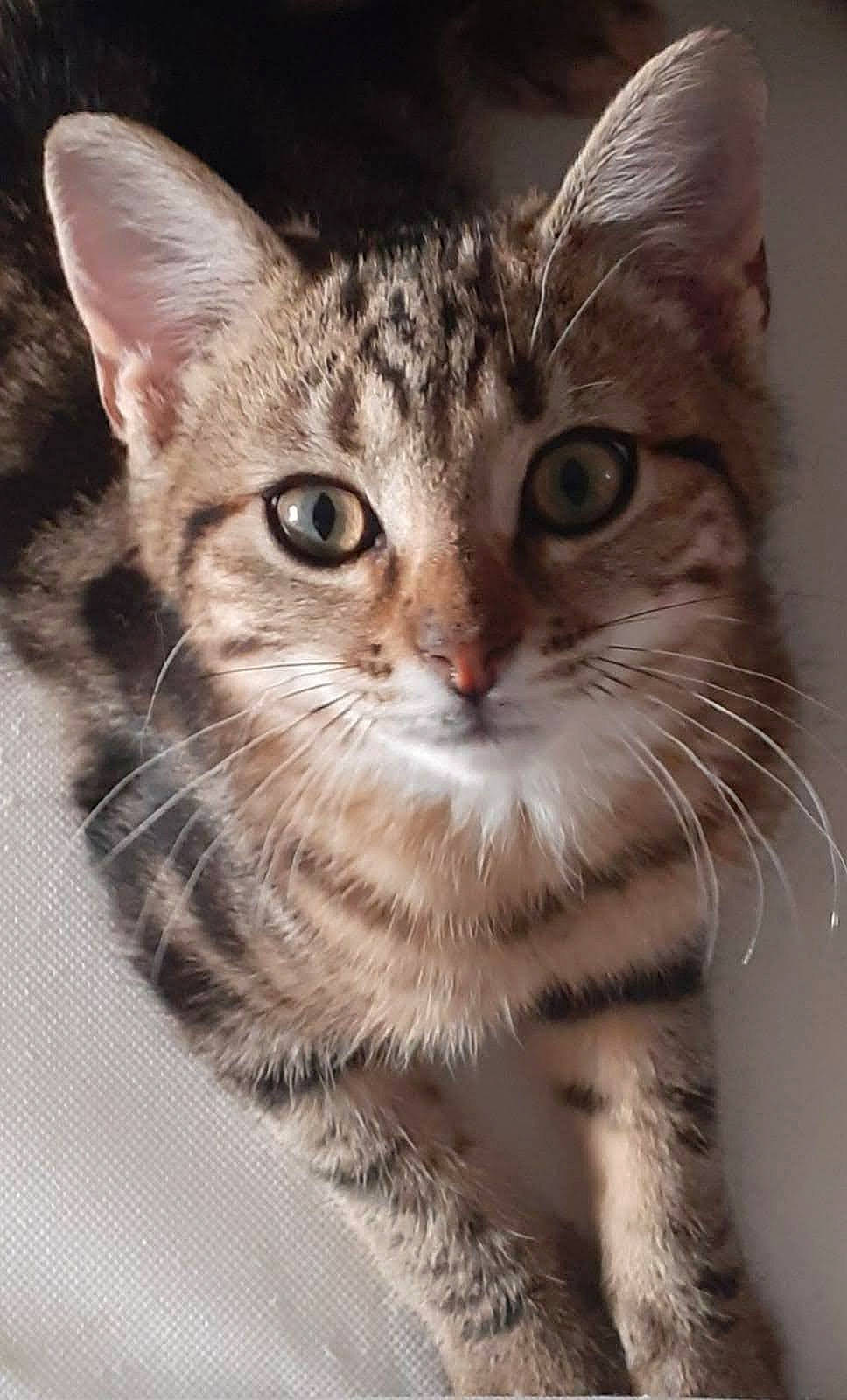 Chuckie a rejoint le concours — aidez-le/la à gagner de superbes lots ! carnivore, cat, claw, close_up, curious, domestic_short_haired_cat, felidae, fur, iris, paw, small_to_medium_sized_cats, snout, terrestrial_animal, whiskers, wildlife