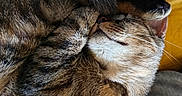 Penny participe au concours pour gagner de l'argent avec cette photo : cat, tabby, sleeping, sleepy, curled_up, cozy, blanket, paw, whiskers, fur, feline, pet, closeup, portrait, relaxed, indoors, cuddling, resting, brown, gray