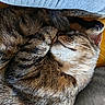 blanket, brown, cat, closeup, cozy, cuddling, curled_up, feline, fur, gray, indoors, paw, pet, portrait, relaxed, resting, sleeping, sleepy, tabby, whiskers