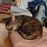 Penny participe au concours pour gagner de l'argent avec cette photo : cat, tabby, sleeping, curled_up, furry, pet, animal, whiskers, ears, tail, cushion, pink, chair, clothing, table, wood, logs, paper, indoors, relaxed