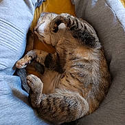 Penny participe au concours pour gagner de l'argent avec cette photo : cat, tabby, sleeping, curled_up, relaxed, pet, feline, fur, whiskers, paws, tail, indoors, cozy, nap, cuddling, gray_clothing, fabric, close_up, cute, portrait