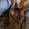 Penny a rejoint le concours — aidez-le/la à gagner de superbes lots ! cat, brown_cat, tabby, pet, animal, furry, sleeping, resting, curled_up, paws, ears, whiskers, close_up, indoors, lap, blanket, clothing, cozy, warm_lighting, portrait