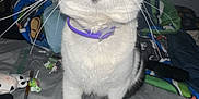 Robyn joined the competition — help win amazing prizes! cat, black_and_white, yellow_eyes, purple_collar, bed, blanket, notebook, pen, candy, container, indoor, curious, pet, feline, whiskers, closeup, looking_up, domestic_animal, fur