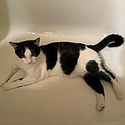 Robyn is registered to the contest to win money with this photo: cat, black_and_white, bathtub, indoor, pet, feline, relaxed, laying_down, fur, whiskers, tail, animal, domestic, curious, shadow, white_background, resting, close_up, quiet, home