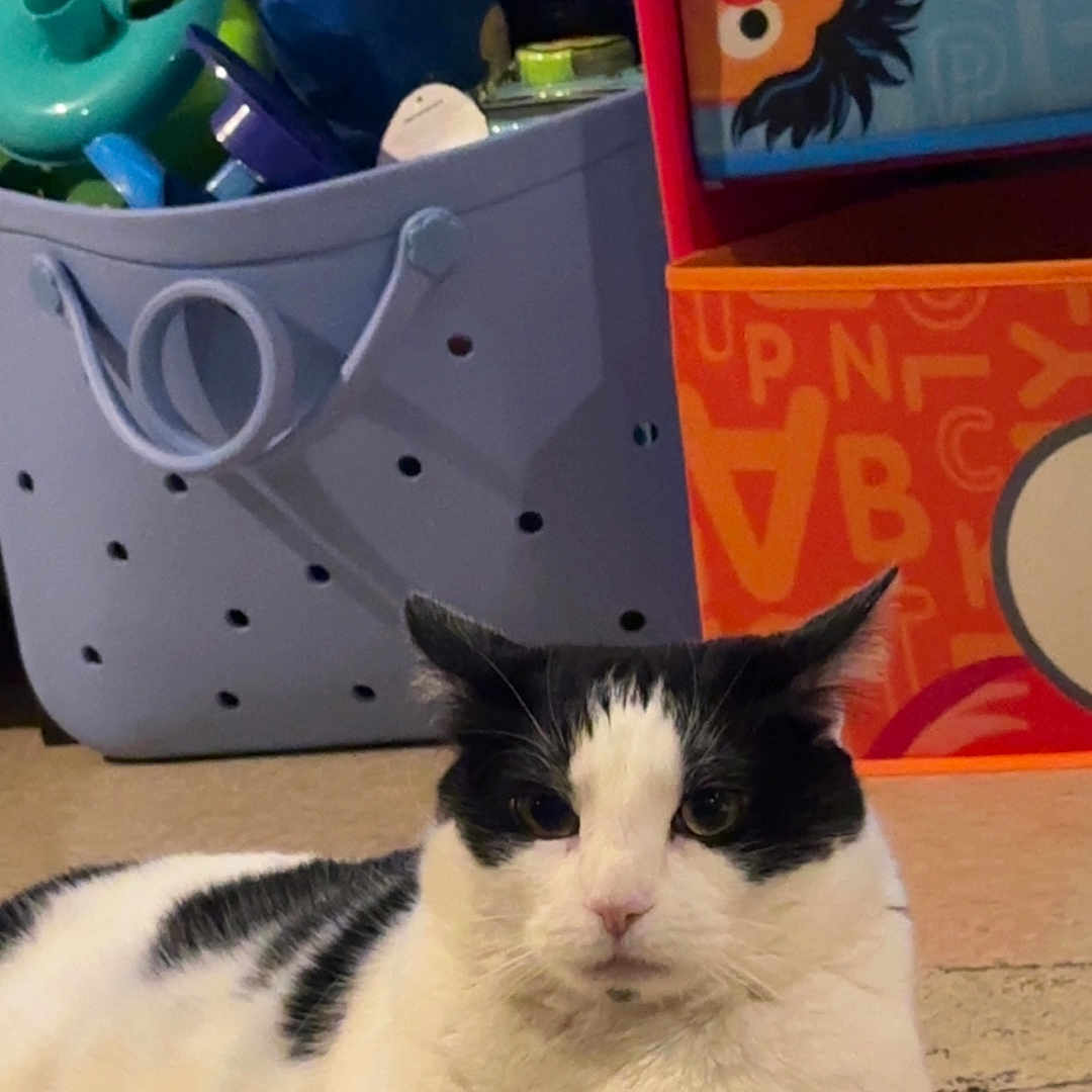 Robyn joined the competition — help win amazing prizes! animal, black_and_white, carpet, cat, closeup, colorful, cute, domestic, feline, fur, household, indoor, laying_down, mammal, pet, portrait, resting, storage_bins, toys, whiskers