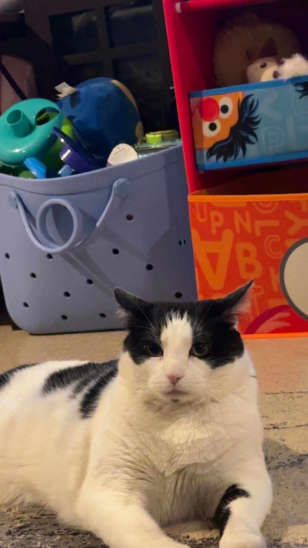 Robyn joined the competition — help win amazing prizes! cat, black_and_white, indoor, carpet, pet, animal, feline, laying_down, storage_bins, toys, colorful, household, cute, fur, whiskers, closeup, resting, domestic, mammal, portrait