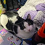 Robyn is registered to the contest to win money with this photo: cat, black_and_white, crocheted_blanket, laptop, stickers, tablet, purple_light, indoor, curious, pet, technology, cozy, relaxed, animal, feline, electronics, colorful, soft_texture, cable, floor