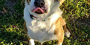 Keba is registered to the contest to win money with this photo: dog, grass, outdoor, sunlight, pet, animal, nature, tongue, playful, white, brown, collar, sitting, leaf, flower, cute, fur, canine, friendly, daylight