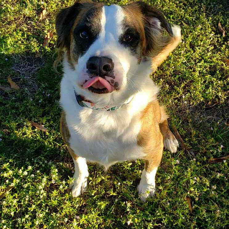 Keba is registered to the contest to win money with this photo: animal, brown, canine, collar, cute, daylight, dog, flower, friendly, fur, grass, leaf, nature, outdoor, pet, playful, sitting, sunlight, tongue, white