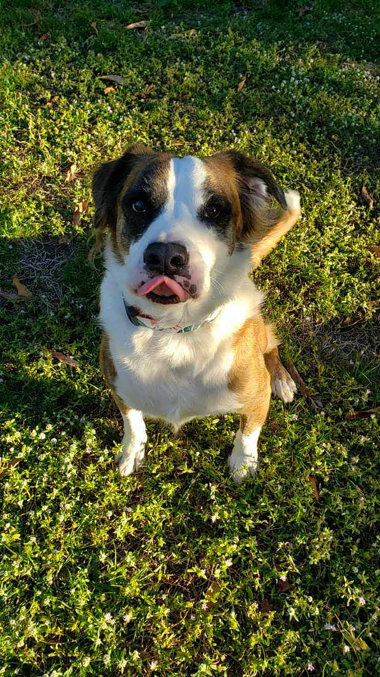 Keba is registered to the contest to win money with this photo: dog, grass, outdoor, sunlight, pet, animal, nature, tongue, playful, white, brown, collar, sitting, leaf, flower, cute, fur, canine, friendly, daylight