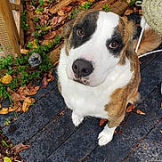 Keba joined the competition — help win amazing prizes! dog, outdoor, autumn_leaves, wooden_floor, curious, pet, brown, white, black, animal, nature, garden, closeup, looking_up, ears, nose, fur, paw, daylight, expression