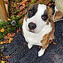 dog, outdoor, autumn_leaves, wooden_floor, curious, pet, brown, white, black, animal, nature, garden, closeup, looking_up, ears, nose, fur, paw, daylight, expression