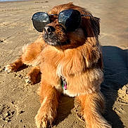 Cookie joined the competition — help win amazing prizes! dog, sunglasses, beach, sand, paws, fur, collar, sunlight, relaxed, portrait, pet, canine, shades, outdoor, vacation, coast, sky, mountains, shadow, reflection