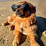 dog, sunglasses, beach, sand, paws, fur, collar, sunlight, relaxed, portrait, pet, canine, shades, outdoor, vacation, coast, sky, mountains, shadow, reflection
