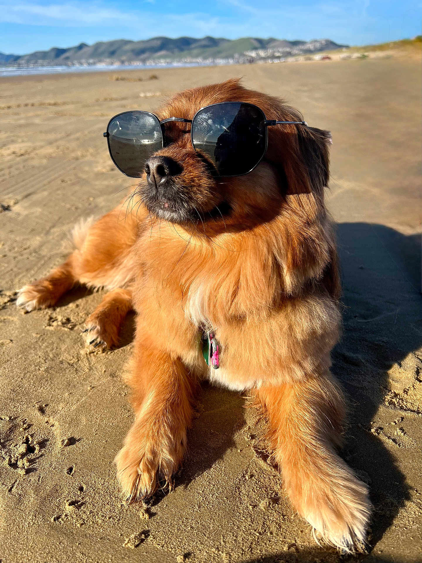 Cookie joined the competition — help win amazing prizes! dog, sunglasses, beach, sand, paws, fur, collar, sunlight, relaxed, portrait, pet, canine, shades, outdoor, vacation, coast, sky, mountains, shadow, reflection