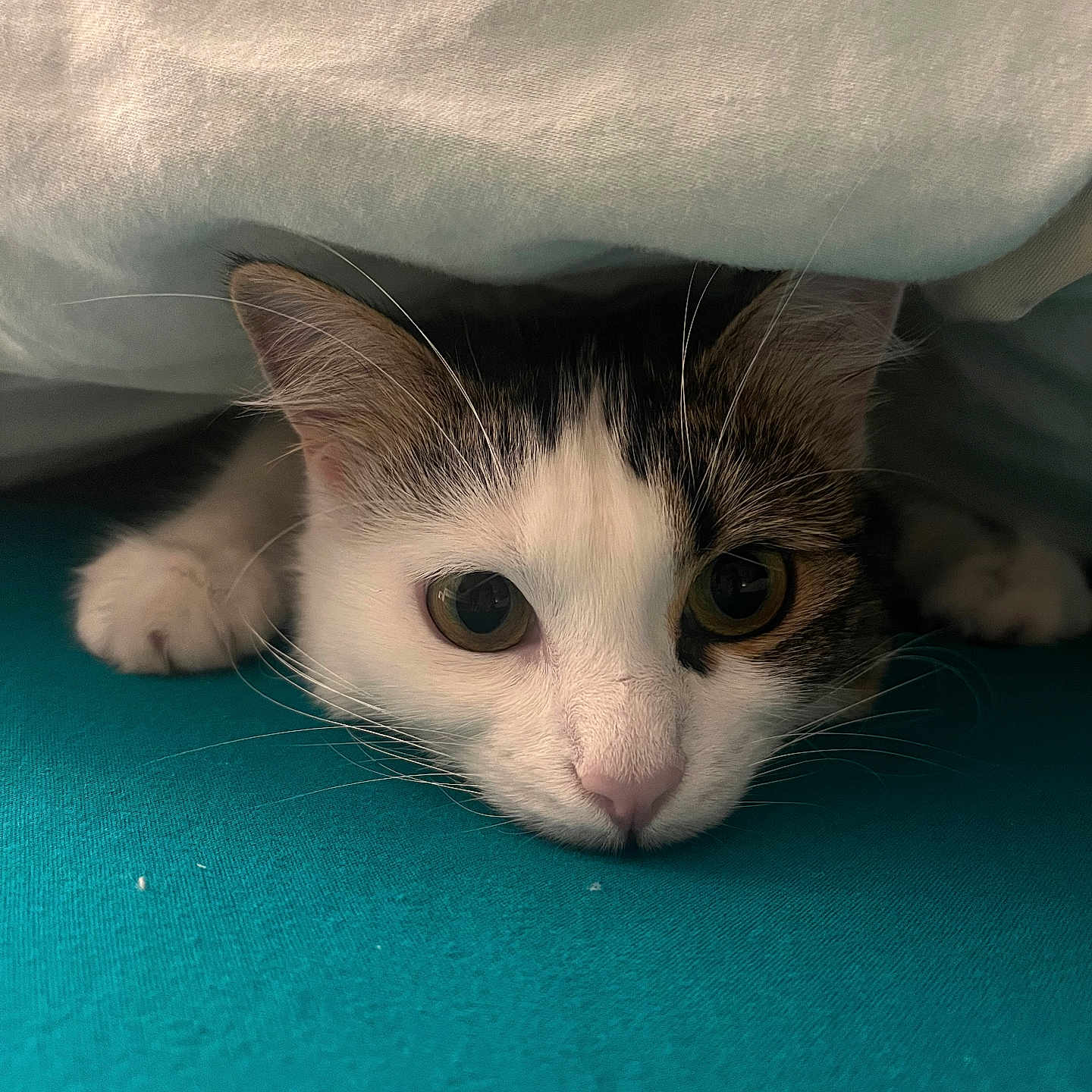Aya a rejoint le concours — aidez-le/la à gagner de superbes lots ! abyssinian, angora, animal, blanket, cat, kitten, manx, pet, siamese