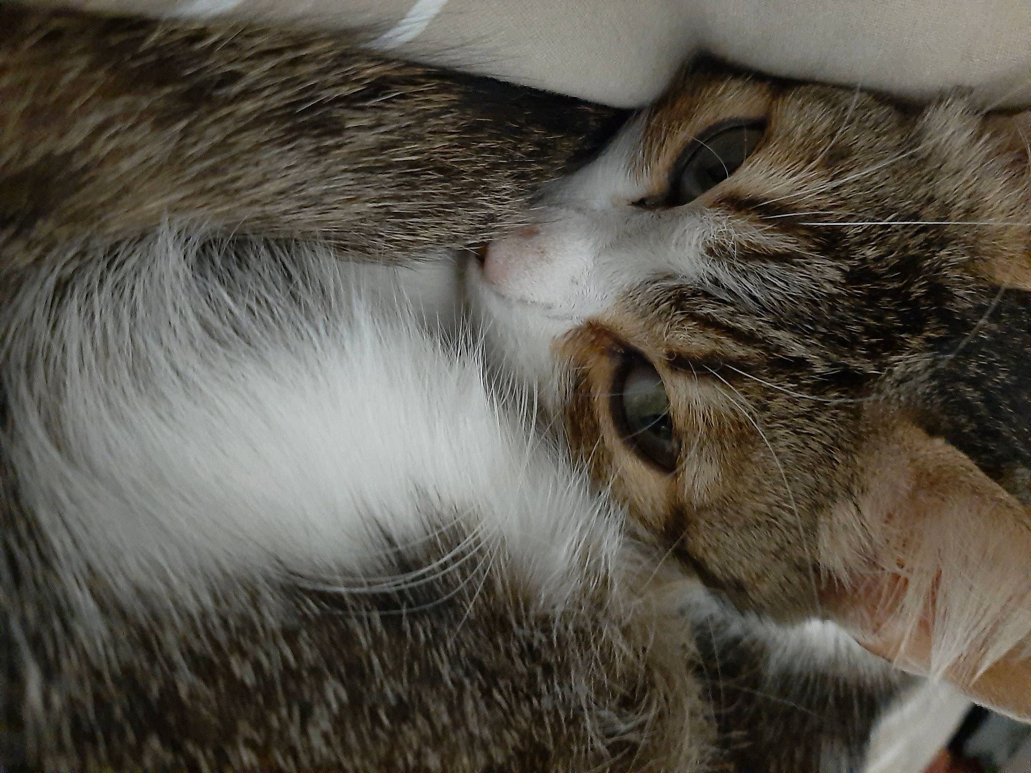 Théa participe au concours pour gagner de l'argent avec cette photo : carnivore, cat, claw, close_up, comfort, domestic_short_haired_cat, fawn, felidae, fur, grey, nap, paw, sleep, small_to_medium_sized_cats, snout, tail, terrestrial_animal, whiskers