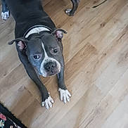 Bubby is registered to the contest to win money with this photo: animal, black_and_white, canine, collar, companion, curious, dog, domestic, ears, fabric, flooring, floral_pattern, home, indoor, looking_up, paws, pet, stretching, two_dogs, wooden_floor