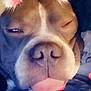 Bubby is registered to the contest to win money with this photo: animal, blanket, close_up, clothing, cozy, cute, dog, expression, face, filter, funny, hearts, indoor, pet, pink_antennae, portrait, sleepy, snout, soft_light, tongue_out