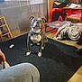 Bubby is registered to the contest to win money with this photo: baby_gate, black_rug, blanket, casual, clutter, collar, curious, dog, dog_bed, domestic, furniture, household_items, indoor, knees, living_room, person, pet, seated, tongue_out, wooden_floor
