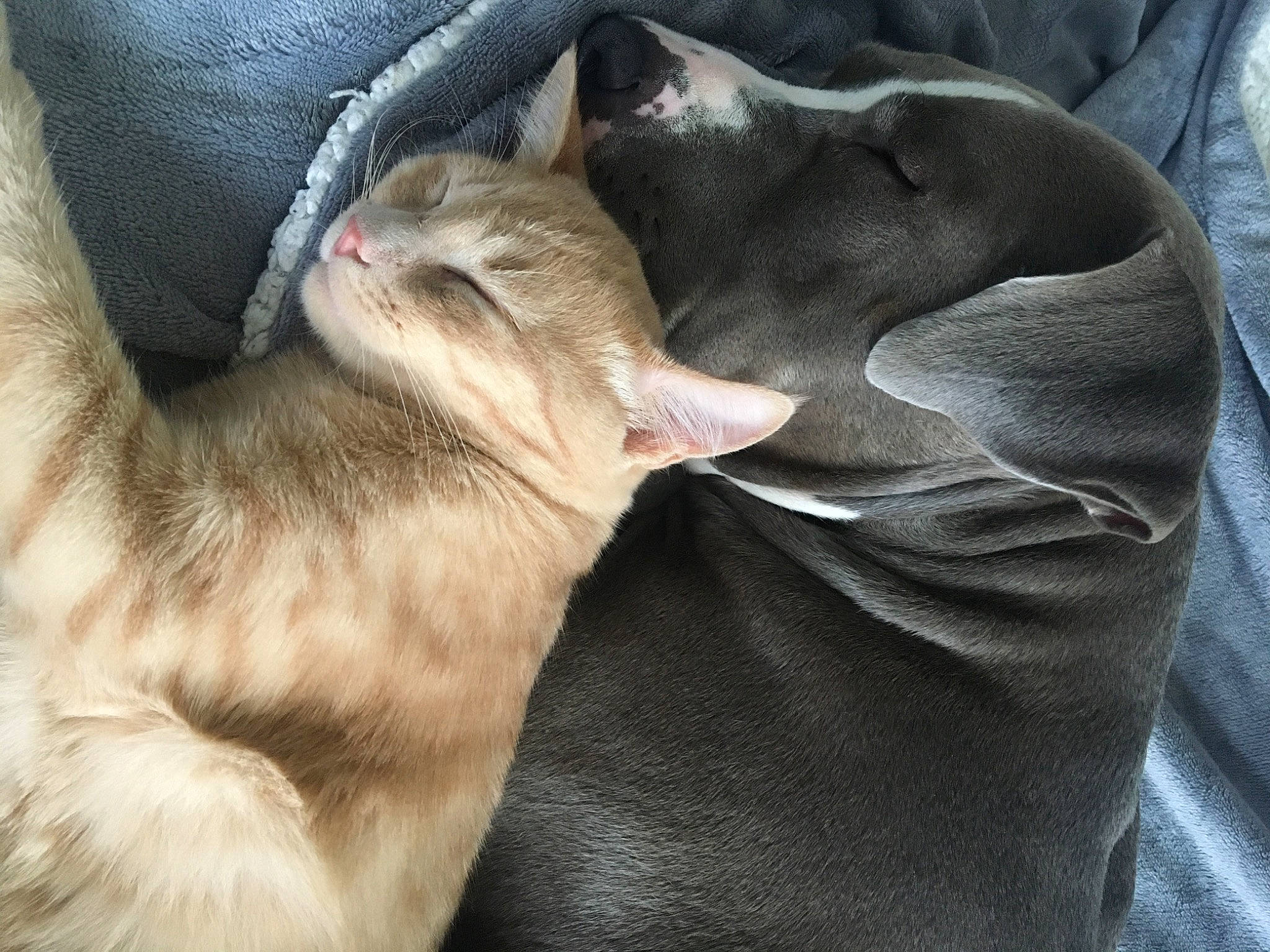 Orphé participe au concours pour gagner de l'argent avec cette photo : carnivore, cat, comfort, companion_dog, dog_breed, felidae, fur, nap, sleep, small_to_medium_sized_cats, snout, tongue, vertebrate, whiskers, working_animal