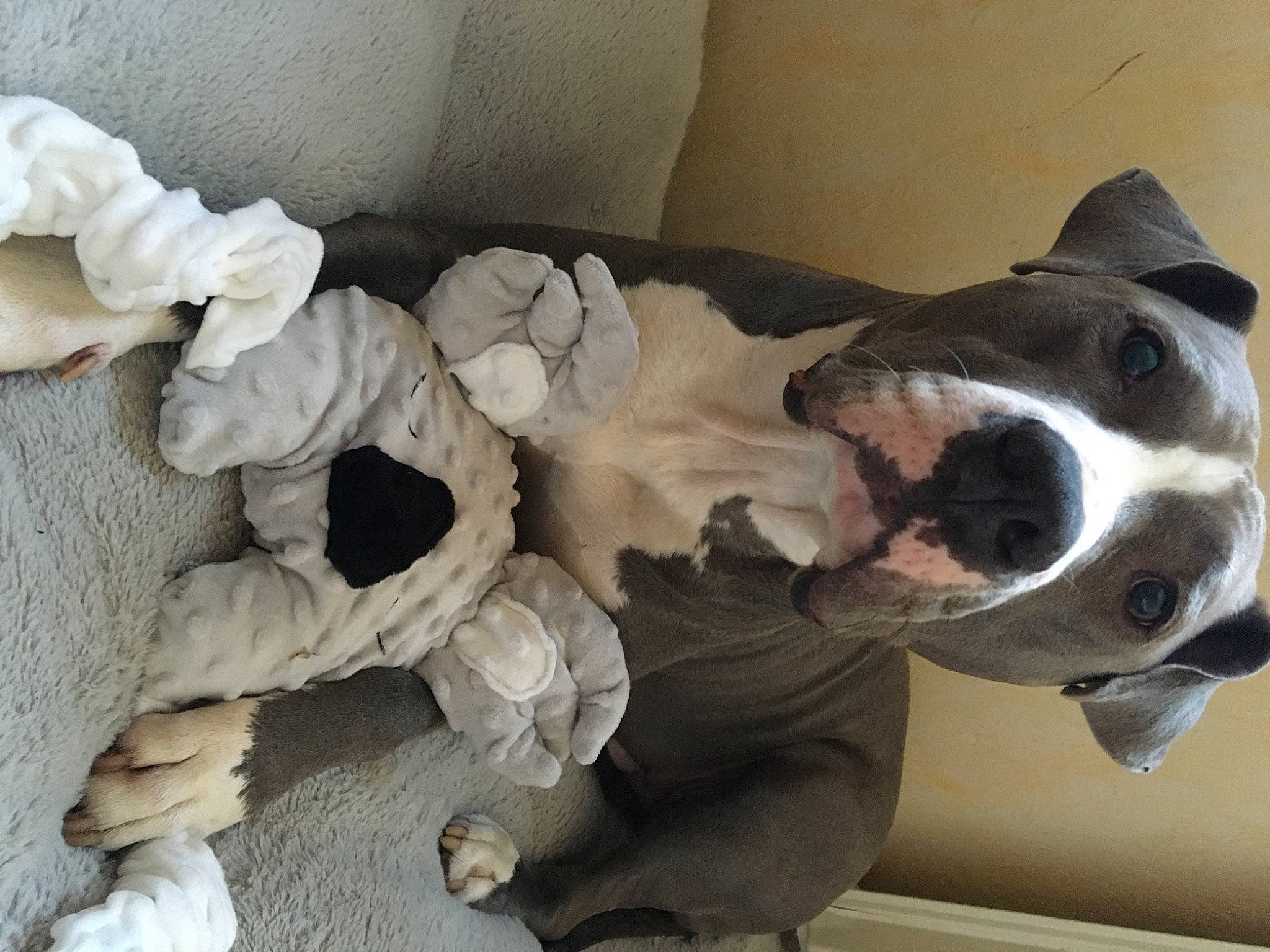 Orphé participe au concours pour gagner de l'argent avec cette photo : canidae, carnivore, collar, companion_dog, dog, dog_breed, dog_collar, dog_supply, fawn, jaw, liver, mammal, pet_supply, snout, sporting_group, terrestrial_animal, vertebrate, whiskers, working_animal, working_dog