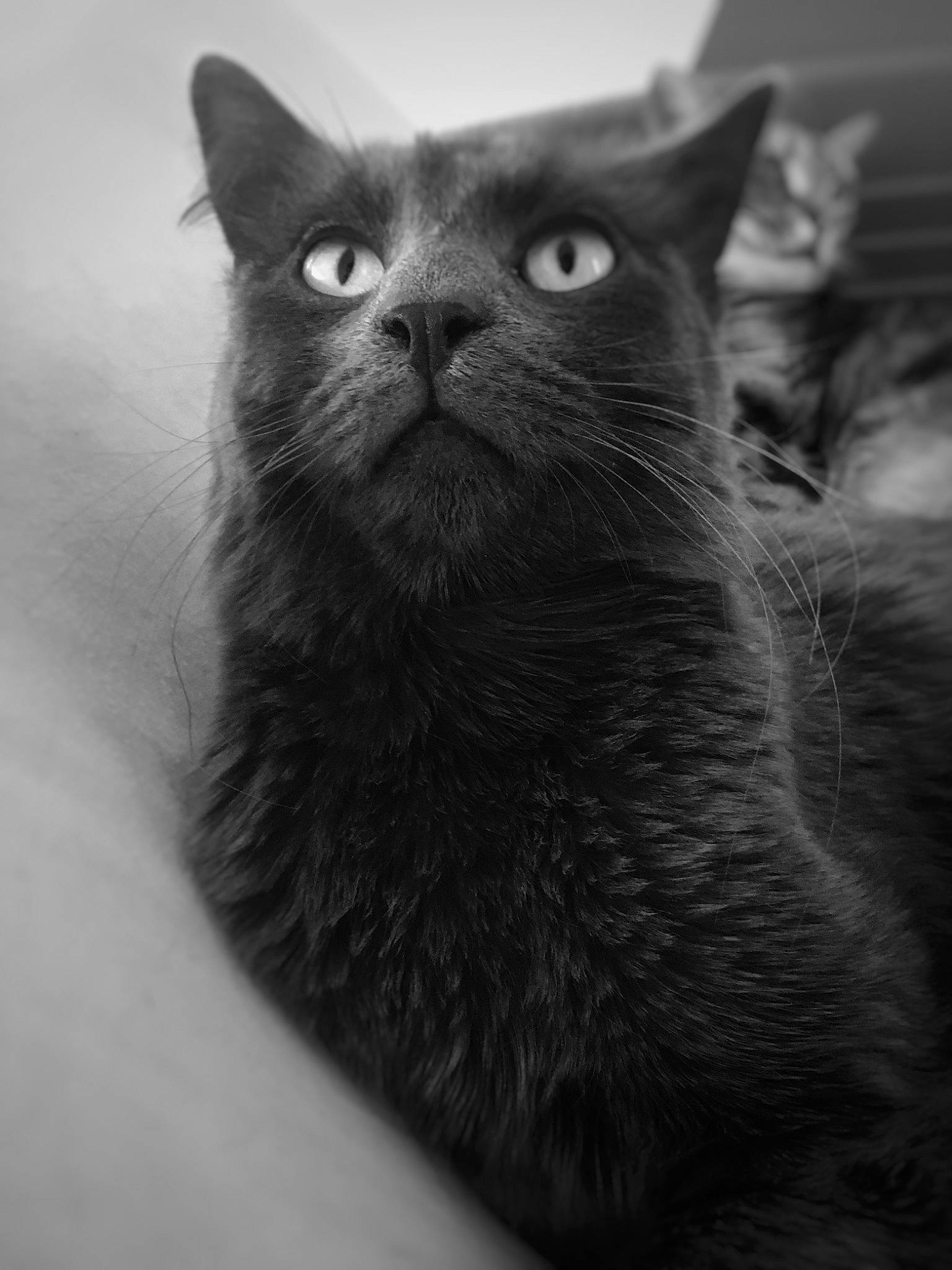 Gangja participe au concours pour gagner de l'argent avec cette photo : asian, black, black_and_white, black_cat, british_shorthair, burmese, carnivore, cat, chartreux, domestic_short_haired_cat, eye, felidae, korat, mammal, nebelung, russian_blue, small_to_medium_sized_cats, snout, vertebrate, whiskers