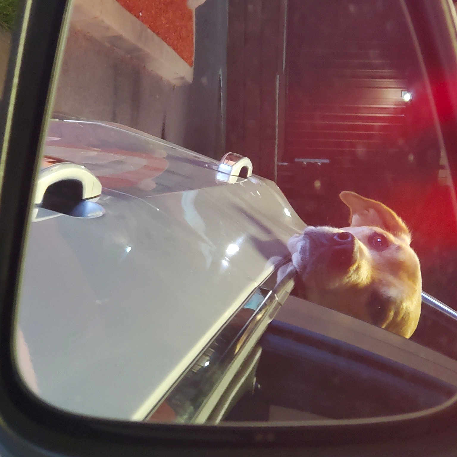 Kane joined the competition — help win amazing prizes! auto_part, automotive_design, automotive_exterior, automotive_lighting, automotive_mirror, automotive_window_part, bumper, car, carnivore, classic, dog, fender, glass, hood, motor_vehicle, personal_luxury_car, rear_view_mirror, vehicle, vehicle_door, windshield