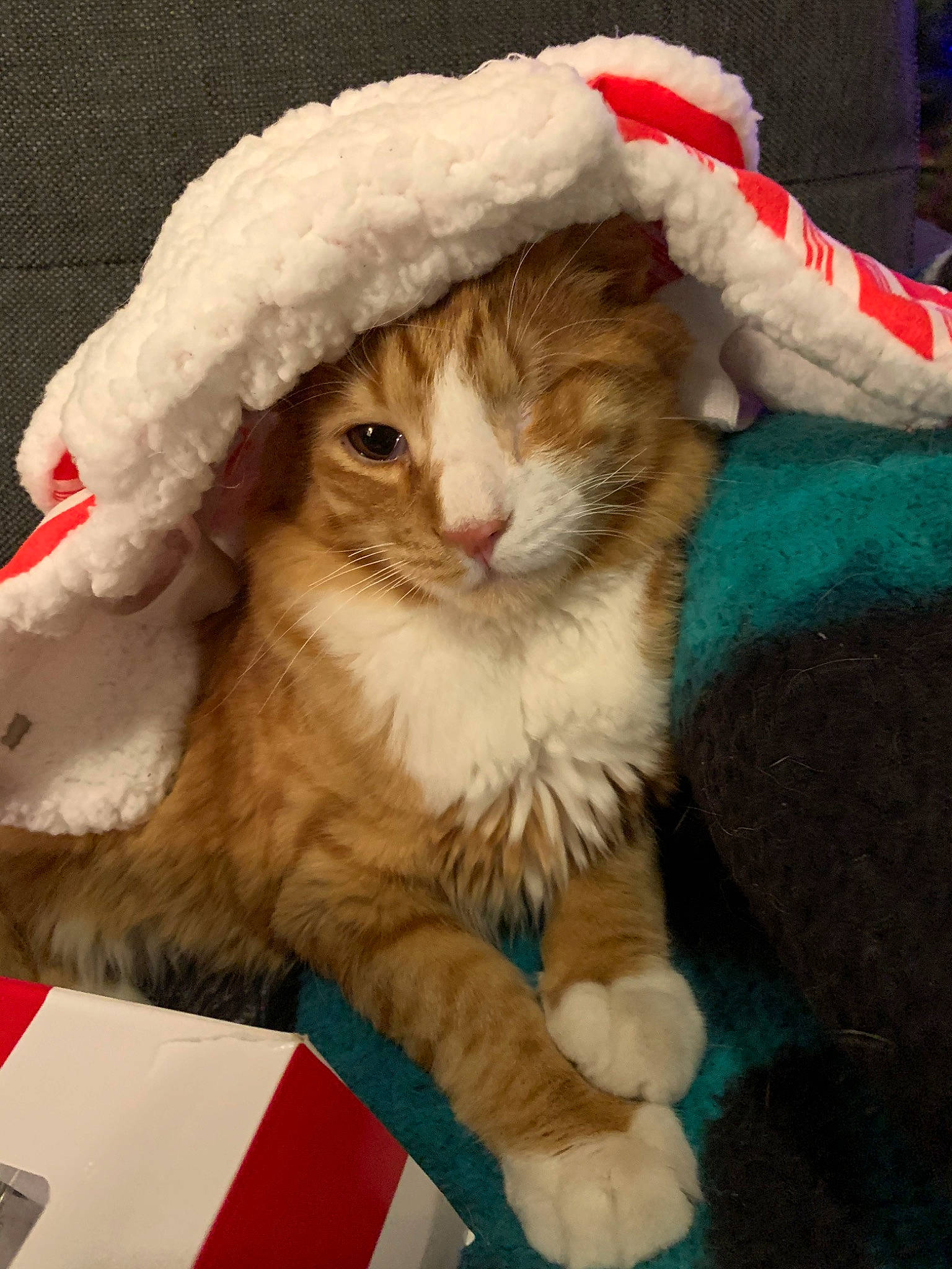 Steve joined the competition — help win amazing prizes! american_curl, carnivore, cat, christmas, felidae, fictional_character, fur, hat, norwegian_forest_cat, small_to_medium_sized_cats, whiskers