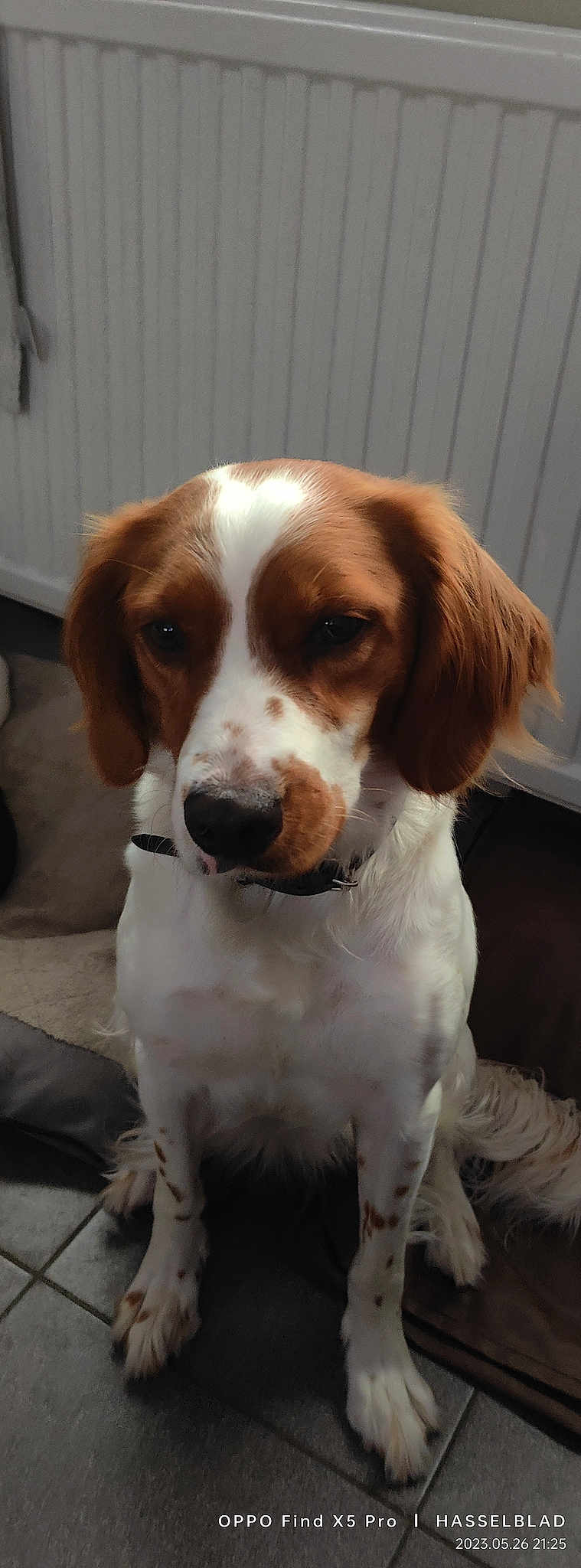 Dixie