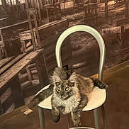 Zeus participe au concours pour gagner de l'argent avec cette photo : animal, cat, chair, cozy, eyes, floor, fluffy, furniture, gray_cat, indoor, lounging, metallic_frame, modern_chair, pet, portrait, relaxed, rustic, sepia_tone, vintage_background, wooden