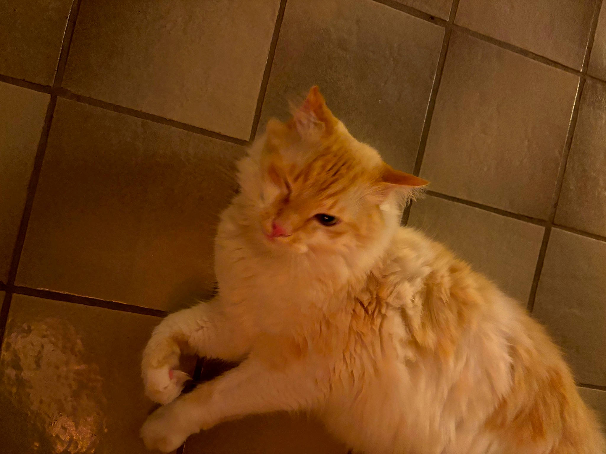 Julio participe au concours pour gagner de l'argent avec cette photo : carnivore, cat, claw, domestic_short_haired_cat, fawn, felidae, floor, flooring, fur, hardwood, paw, small_to_medium_sized_cats, snout, tail, tile, tile_flooring, whiskers, wood