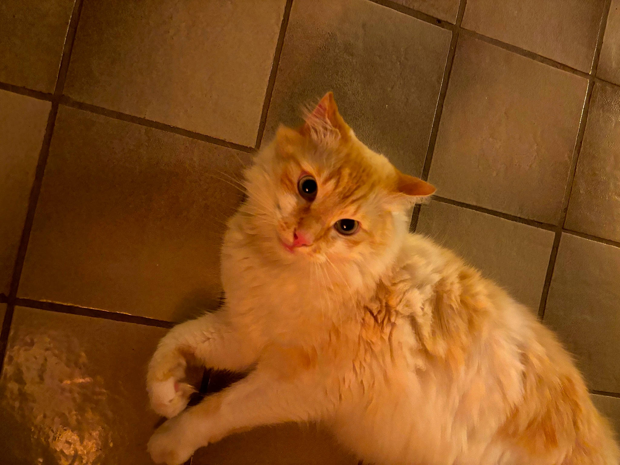 Julio participe au concours pour gagner de l'argent avec cette photo : carnivore, cat, claw, fawn, felidae, floor, flooring, fur, hardwood, paw, small_to_medium_sized_cats, snout, tail, tile_flooring, whiskers, wood