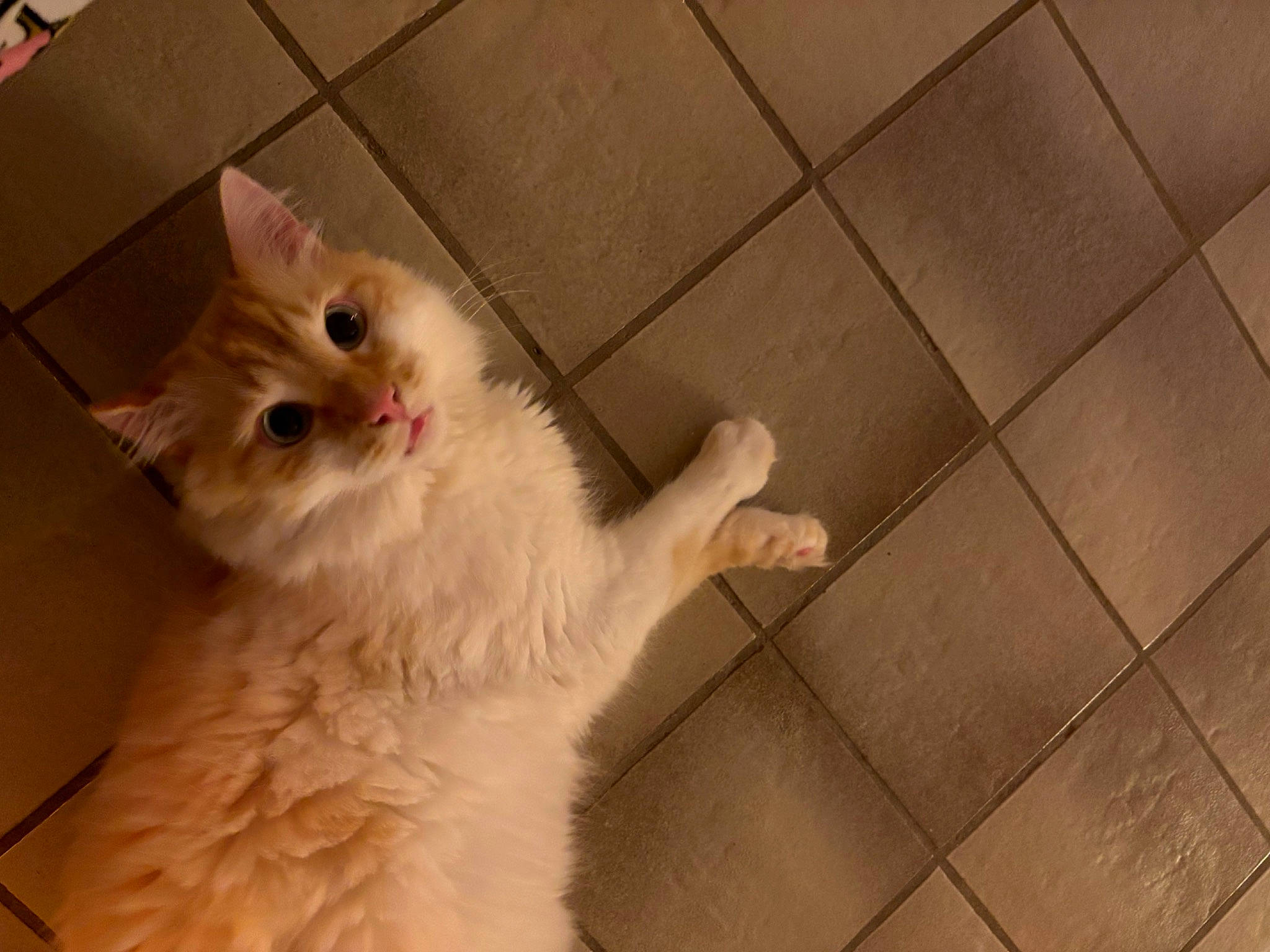 Julio participe au concours pour gagner de l'argent avec cette photo : carnivore, cat, claw, comfort, domestic_short_haired_cat, eye, fawn, felidae, flooring, fur, hair, hardwood, paw, small_to_medium_sized_cats, snout, tail, tile_flooring, whiskers, wood