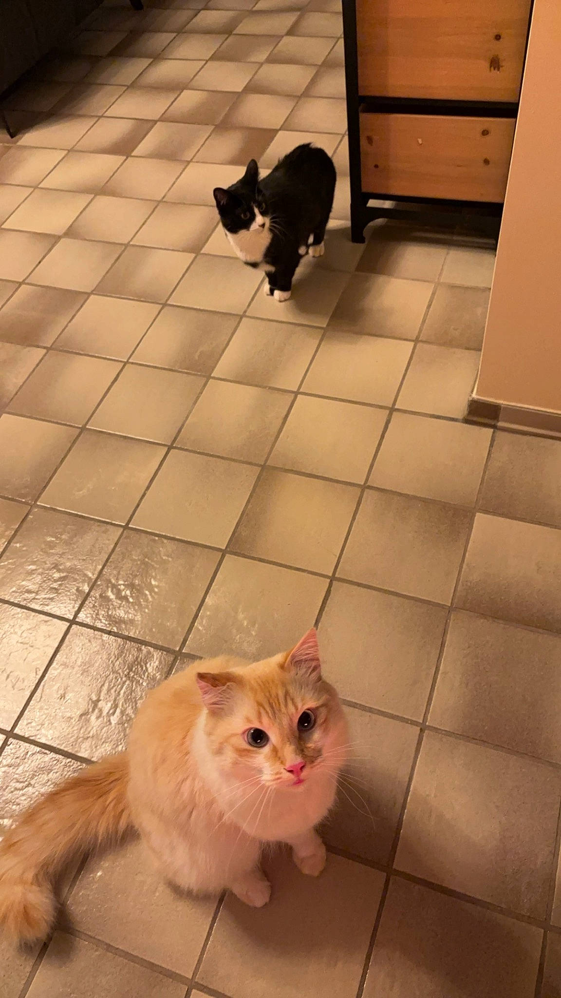 Julio a rejoint le concours — aidez-le/la à gagner de superbes lots ! carnivore, cat, domestic_short_haired_cat, fawn, felidae, floor, flooring, fur, hardwood, line, road_surface, shadow, small_to_medium_sized_cats, tail, tile, tile_flooring, whiskers, wood, wood_flooring, yellow