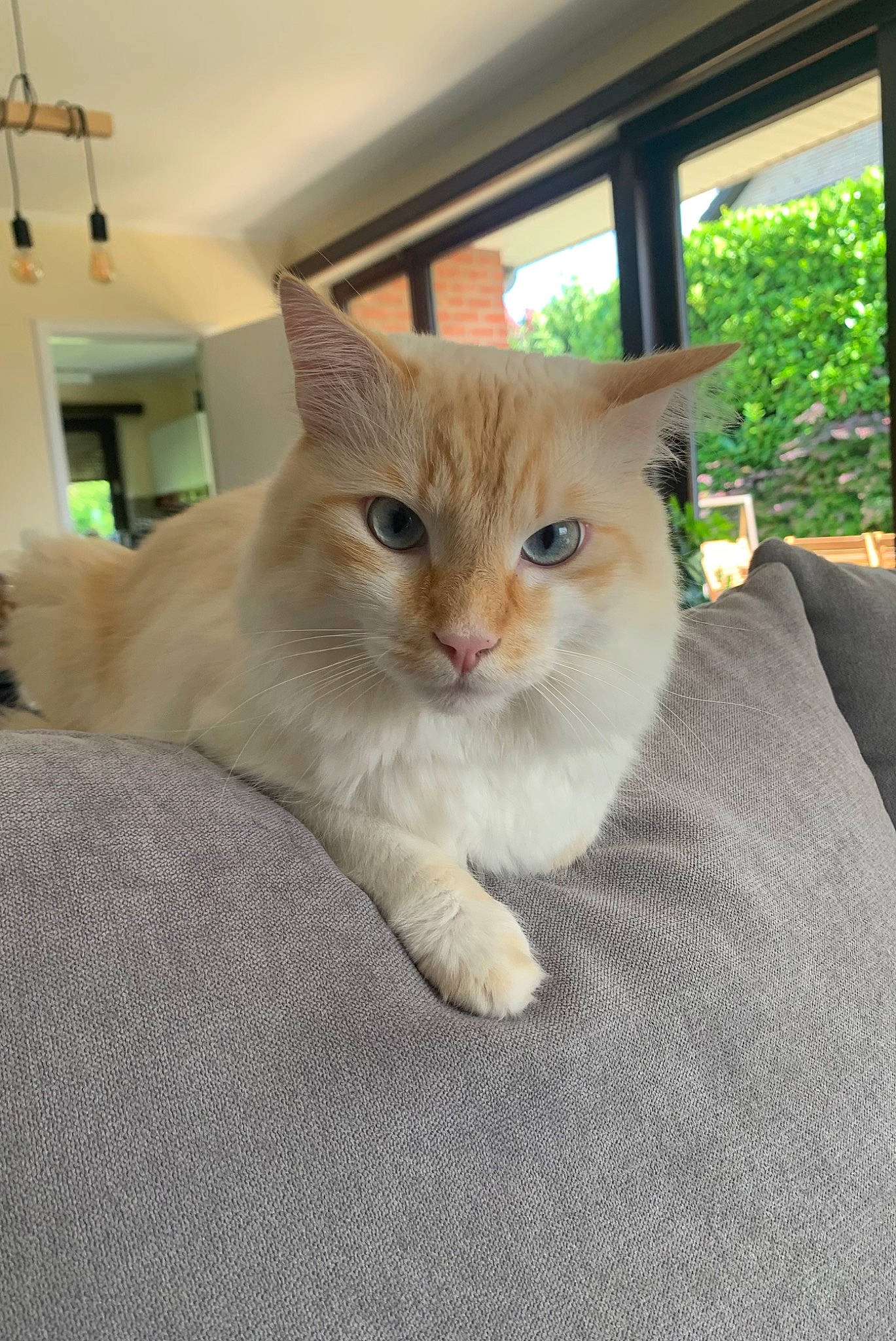 Julio participe au concours pour gagner de l'argent avec cette photo : carnivore, cat, claw, comfort, domestic_short_haired_cat, felidae, fur, hardwood, paw, plant, sitting, small_to_medium_sized_cats, tail, whiskers, window, wood