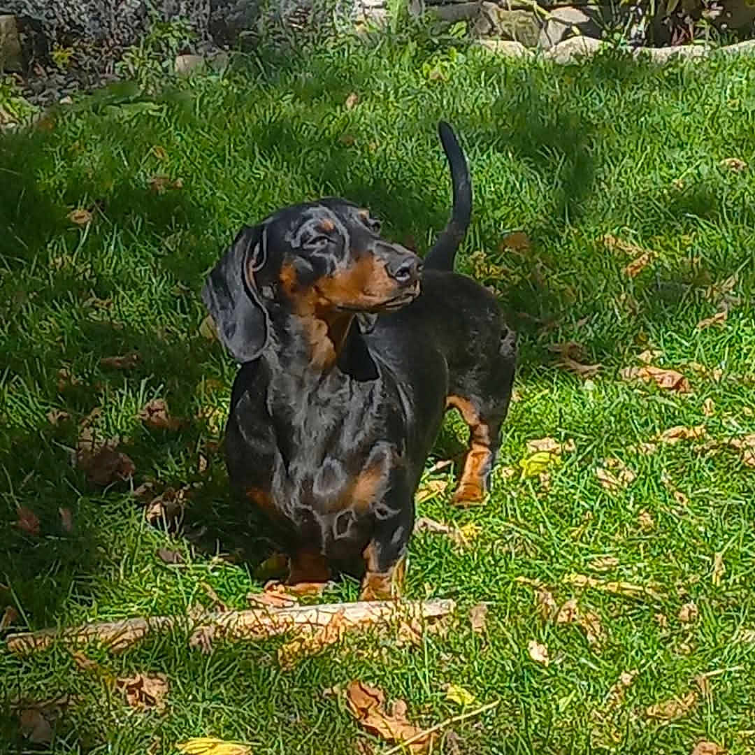 Thor participe au concours pour gagner de l'argent avec cette photo : animal, backyard, ball, beagle, canine, dog, dogbed, football, grass, hound, lawn, nature, outdoors, pet, plant, pointer, puppy, snout, vegetation, yard