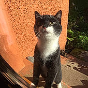 Magneto is registered to the contest to win money with this photo: cat, tuxedo_cat, outdoor, sunlight, orange_wall, curious, glass_door, whiskers, shadow, concrete, white_paws, pet, animal, feline, looking_up, daylight, texture, black_and_white, nature, garden