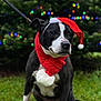 dog, black_and_white, santa_hat, scarf, grass, holiday_lights, christmas, outdoor, festive, pet, animal, cute, winter, leash, portrait, canine, celebration, festivity, seasonal, nature