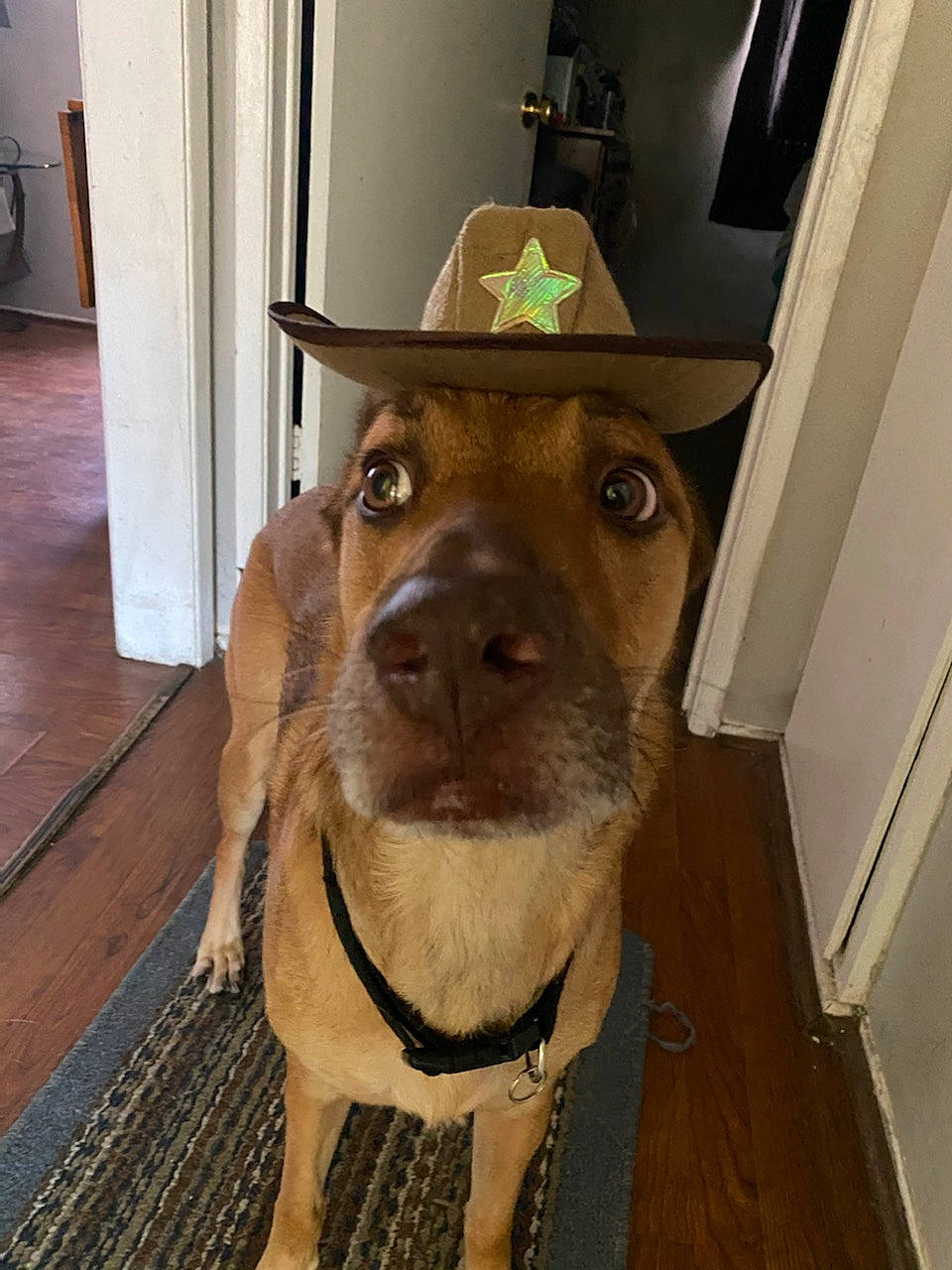 Chopper is registered to the contest to win money with this photo: carnivore, collar, companion_dog, dog, dog_breed, dog_collar, fashion_accessory, fawn, flooring, fur, guard_dog, hardwood, liver, pet_supply, snout, sporting_group, varnish, whiskers, wood, working_animal