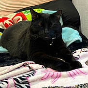 Onyx joined the competition — help win amazing prizes! cat, black_cat, pet, feline, animal, sleeping, relaxed, lounging, bed, blanket, colorful_blanket, bedroom, collar, bell, whiskers, ears, paws, portrait, indoor, cozy