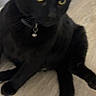 Onyx joined the competition — help win amazing prizes! black_cat, cat, feline, pet, animal, indoor, floor, wood_floor, collar, tag, yellow_eyes, sitting, front_view, whiskers, ears, paws, fur, portrait, home, serious_expression