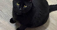 Onyx is registered to the contest to win money with this photo: black_cat, cat, feline, pet, animal, golden_eyes, sitting, indoor, wooden_floor, tail, fur, whiskers, ears, looking_up, portrait, home, flooring, dark_fur, cute, domestic_animal