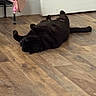 Onyx is registered to the contest to win money with this photo: cat, black_cat, pet, animal, fluffy, fur, lying_down, belly_up, paws_up, tail, relaxed, playful, sleepy, indoor, wood_floor, door, purse, home, floor, funny_pose