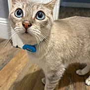 Gringo is registered to the contest to win money with this photo: cat, blue_eyes, collar, pet, feline, close_up, portrait, whiskers, ears, nose, fur, cream_coat, standing, wooden_floor, indoors, home, curious, alert, animal, photography