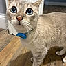 cat, blue_eyes, collar, pet, feline, close_up, portrait, whiskers, ears, nose, fur, cream_coat, standing, wooden_floor, indoors, home, curious, alert, animal, photography