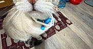 Gringo joined the competition — help win amazing prizes! cat, kitten, pet, animal, portrait, close_up, wide_eyes, blue_eyes, whiskers, pink_nose, fur, white_fur, gray_markings, collar, indoor, kitchen, floor, food_bowls, pet_toy, curious