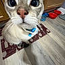 cat, kitten, pet, animal, portrait, close_up, wide_eyes, blue_eyes, whiskers, pink_nose, fur, white_fur, gray_markings, collar, indoor, kitchen, floor, food_bowls, pet_toy, curious
