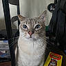 Gringo joined the competition — help win amazing prizes! cat, blue_eyes, sitting, portrait, whiskers, fur, tabby, white_chest, indoors, chair, furniture, black_clothing, snack_box, packaging, floor, room, pet, animal, front_facing, close_up